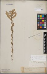 Foto von Salix cinerea L. x Salix viminalis L.